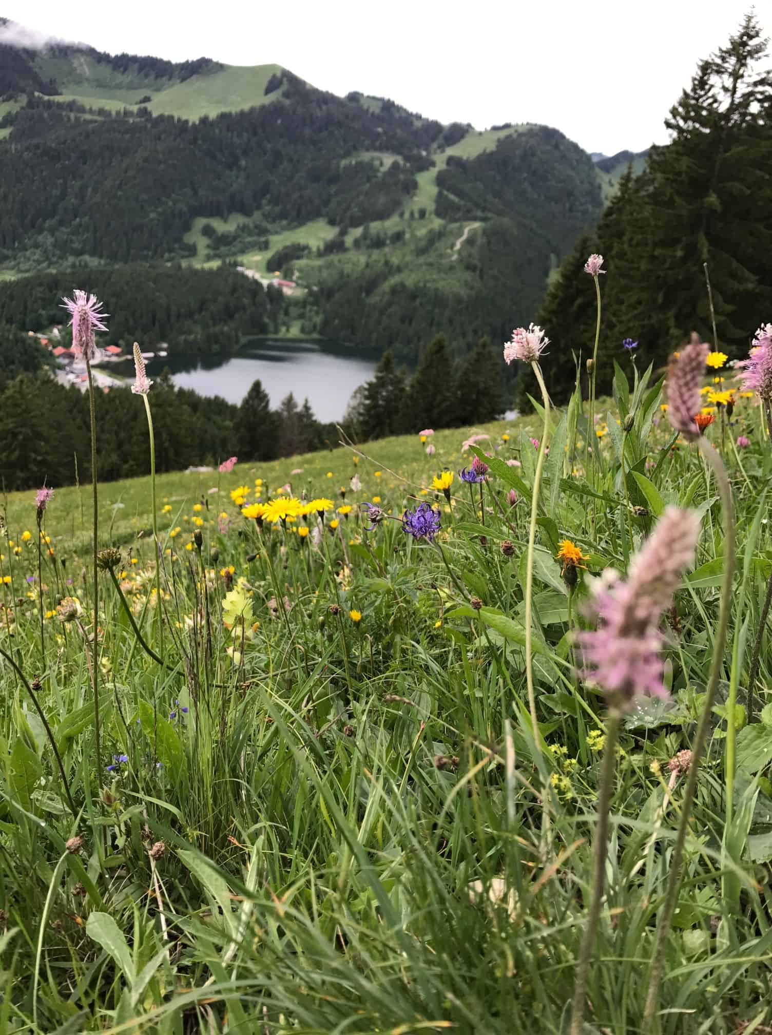 Bild See und Almwiese Spitzingsee