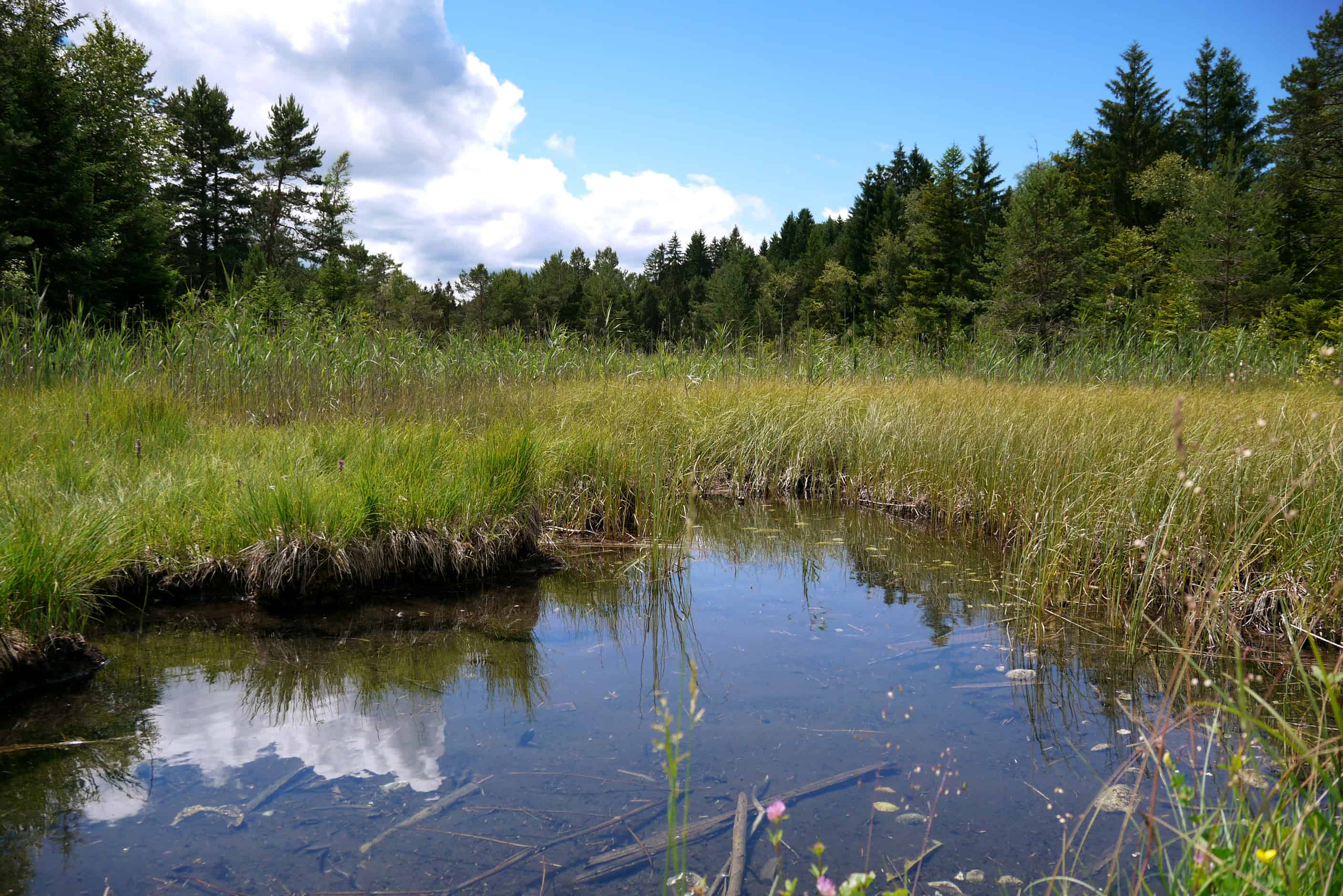 Ellbach Moor