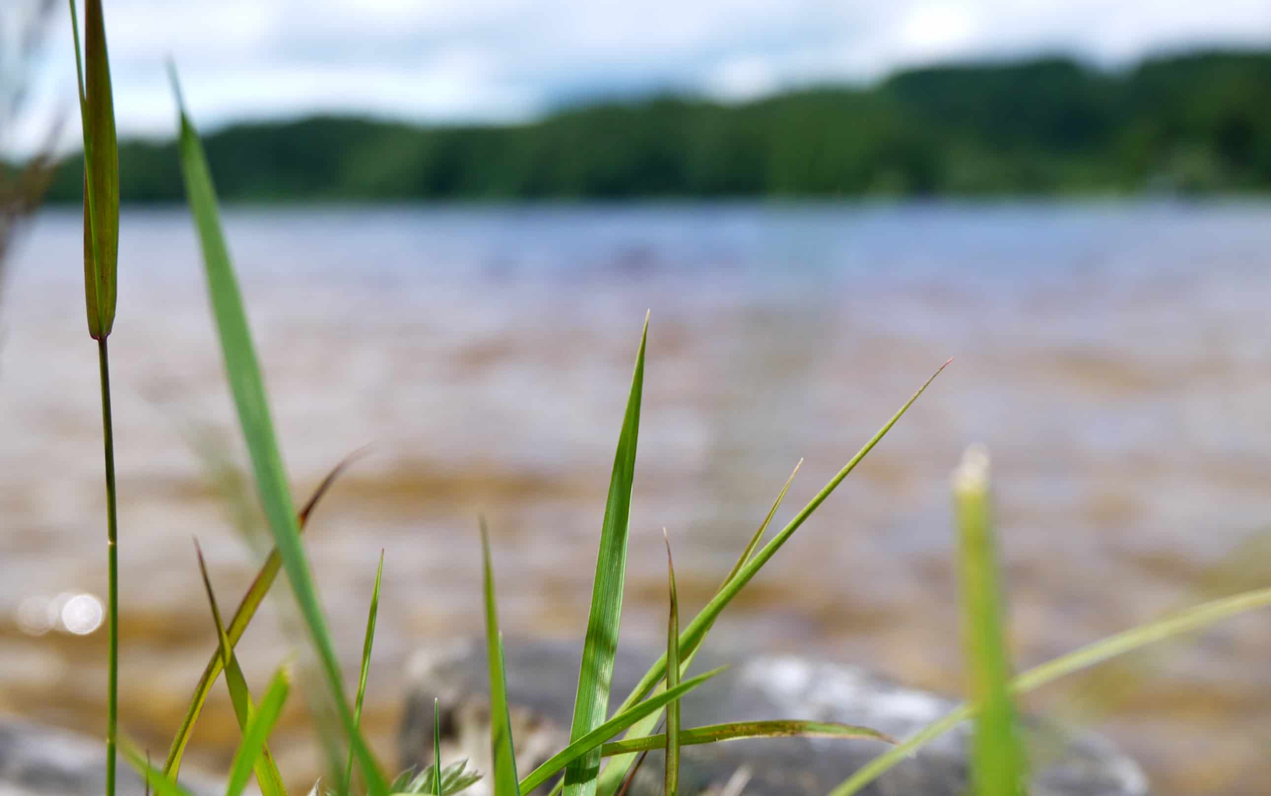 Gras am Kirchsee