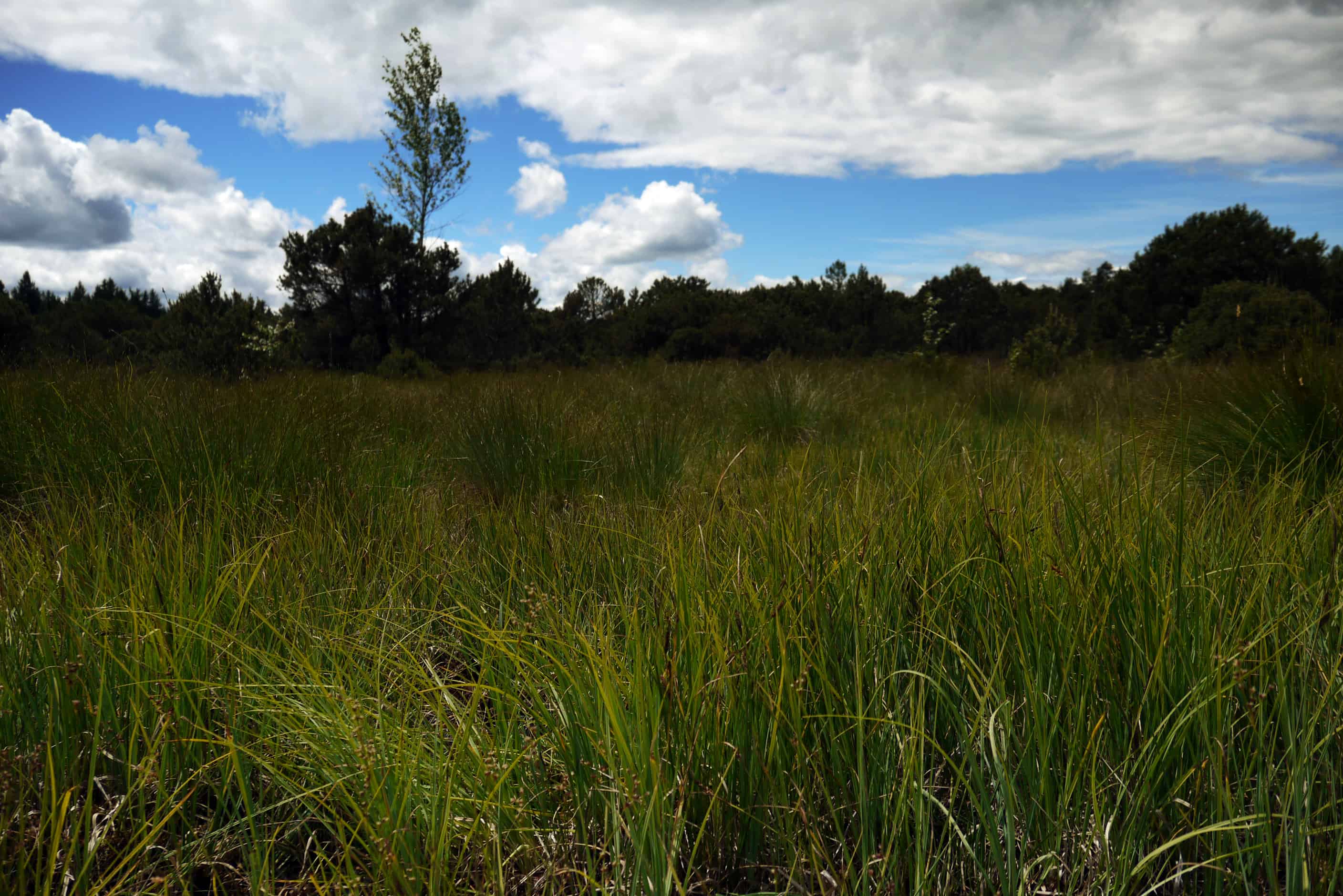 Landschaft Ellbach Moor