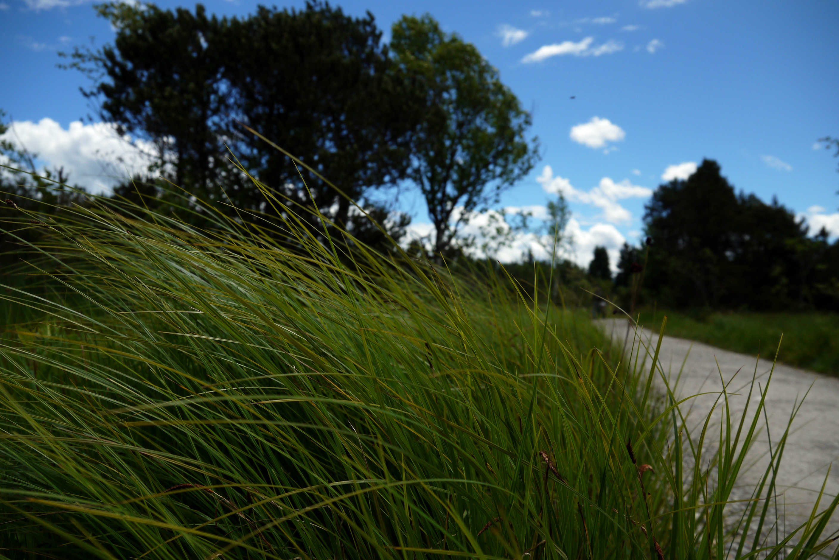 Weg mit Gräsern zum Kirchsee