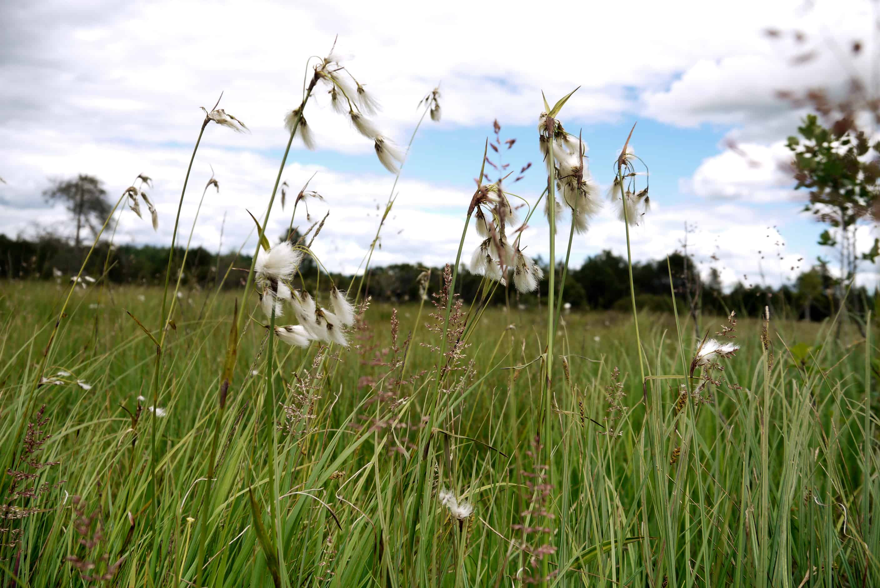 Wollgräser im Moor Ellbach Moor