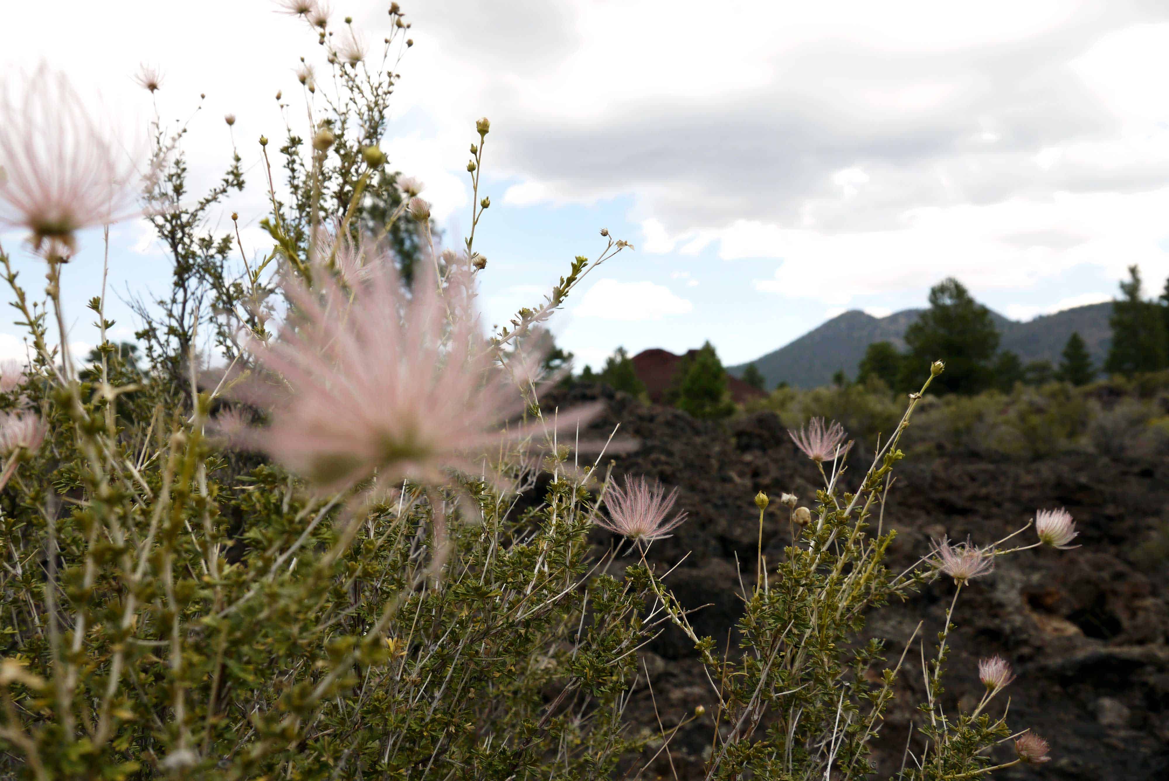 Blumen Sunset Crater Volcano