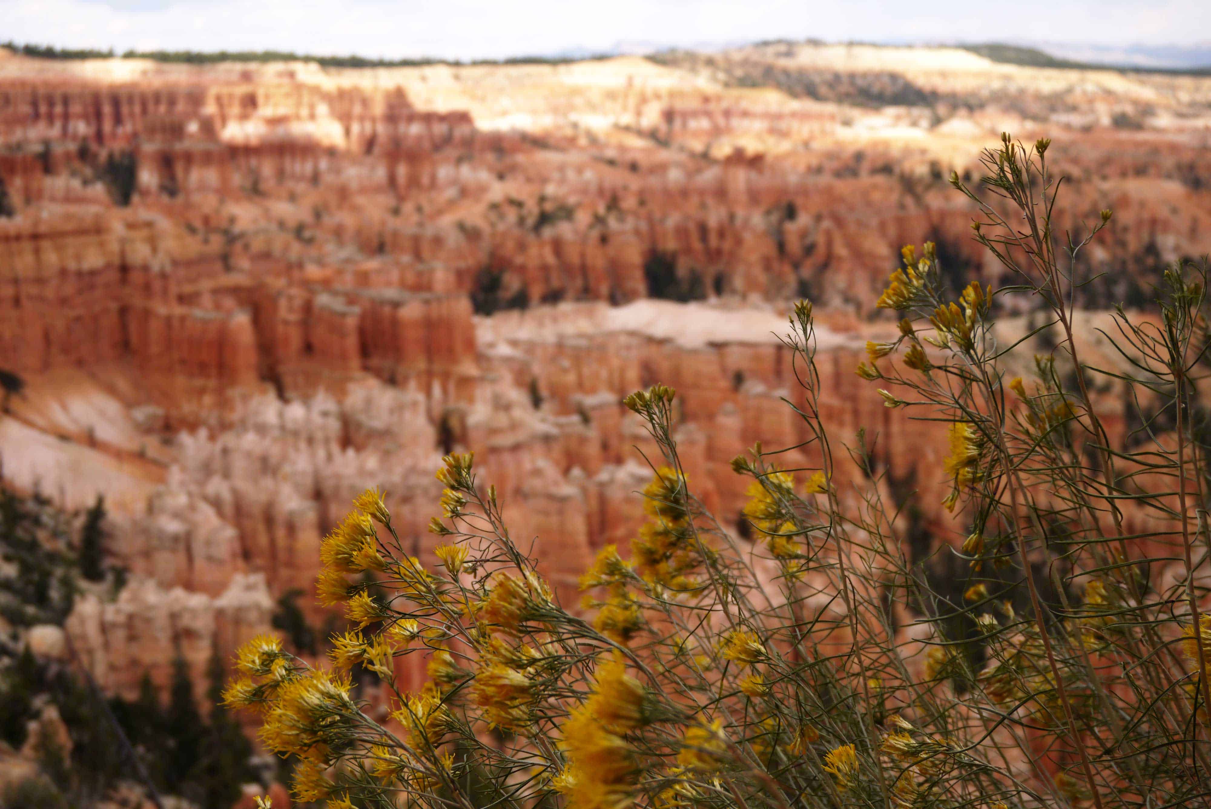 Blumen im Bryce Canyon