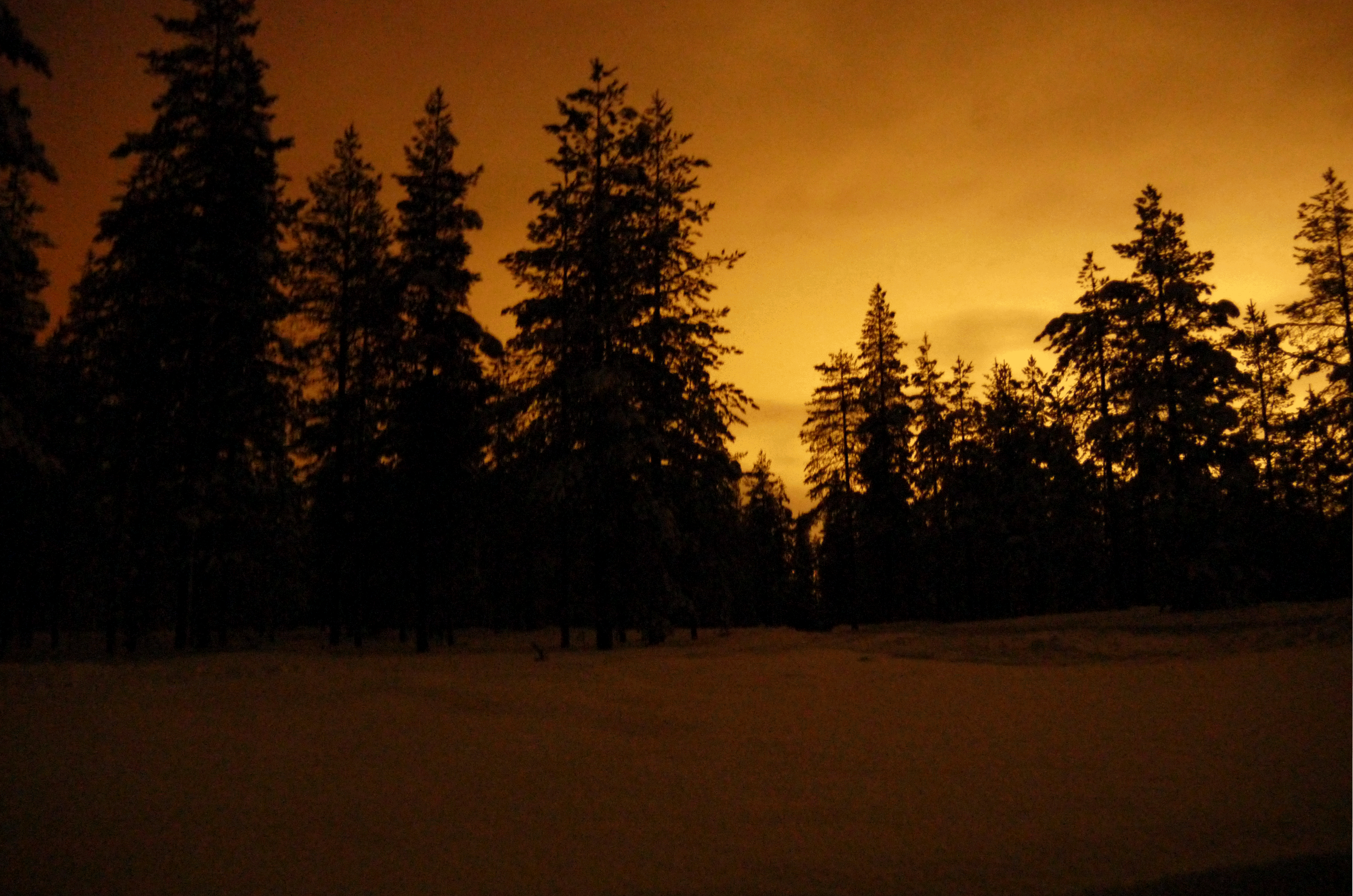 Bäume in der Dunkelheit