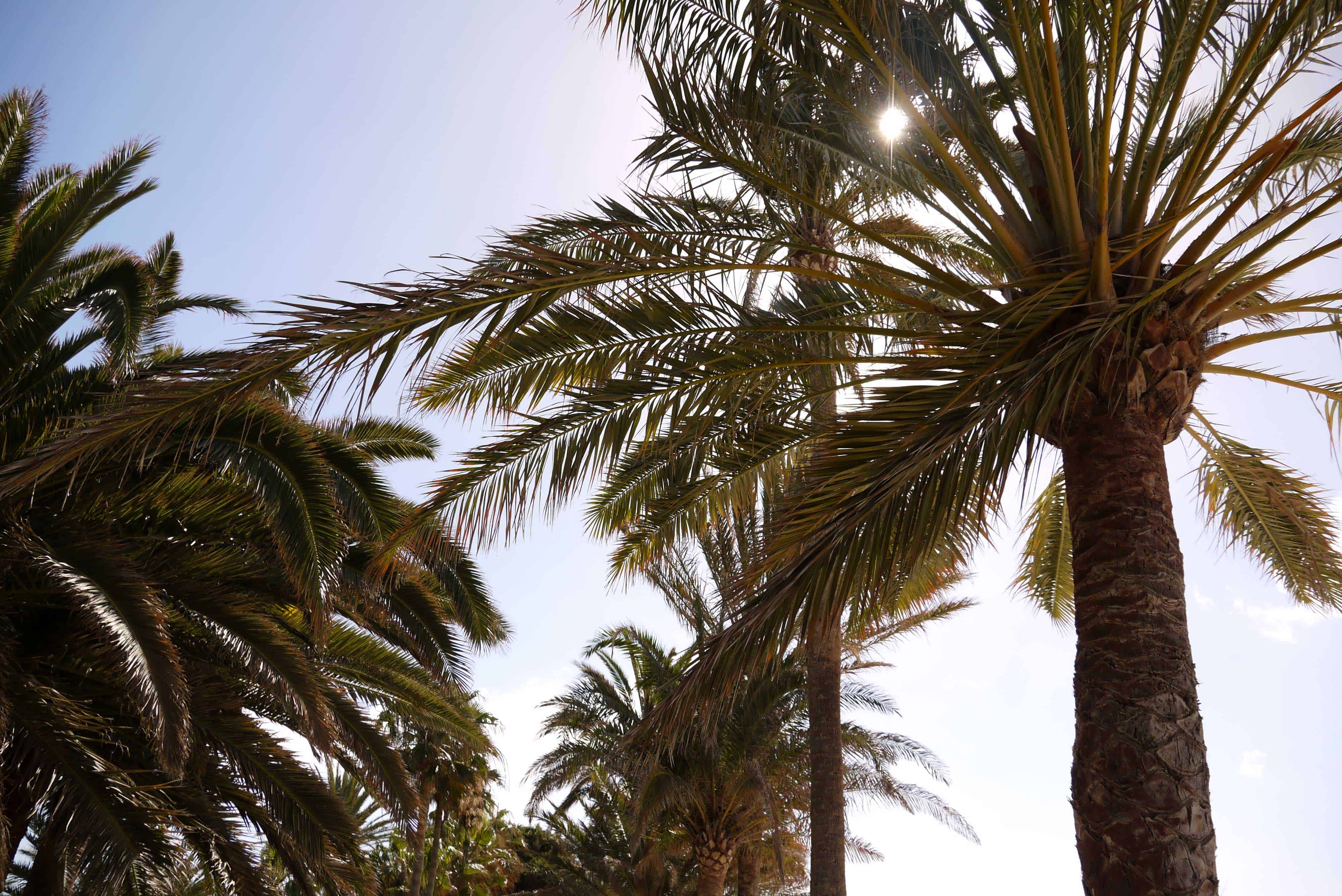 Palmen an der Strandpromenade in Morro Jable