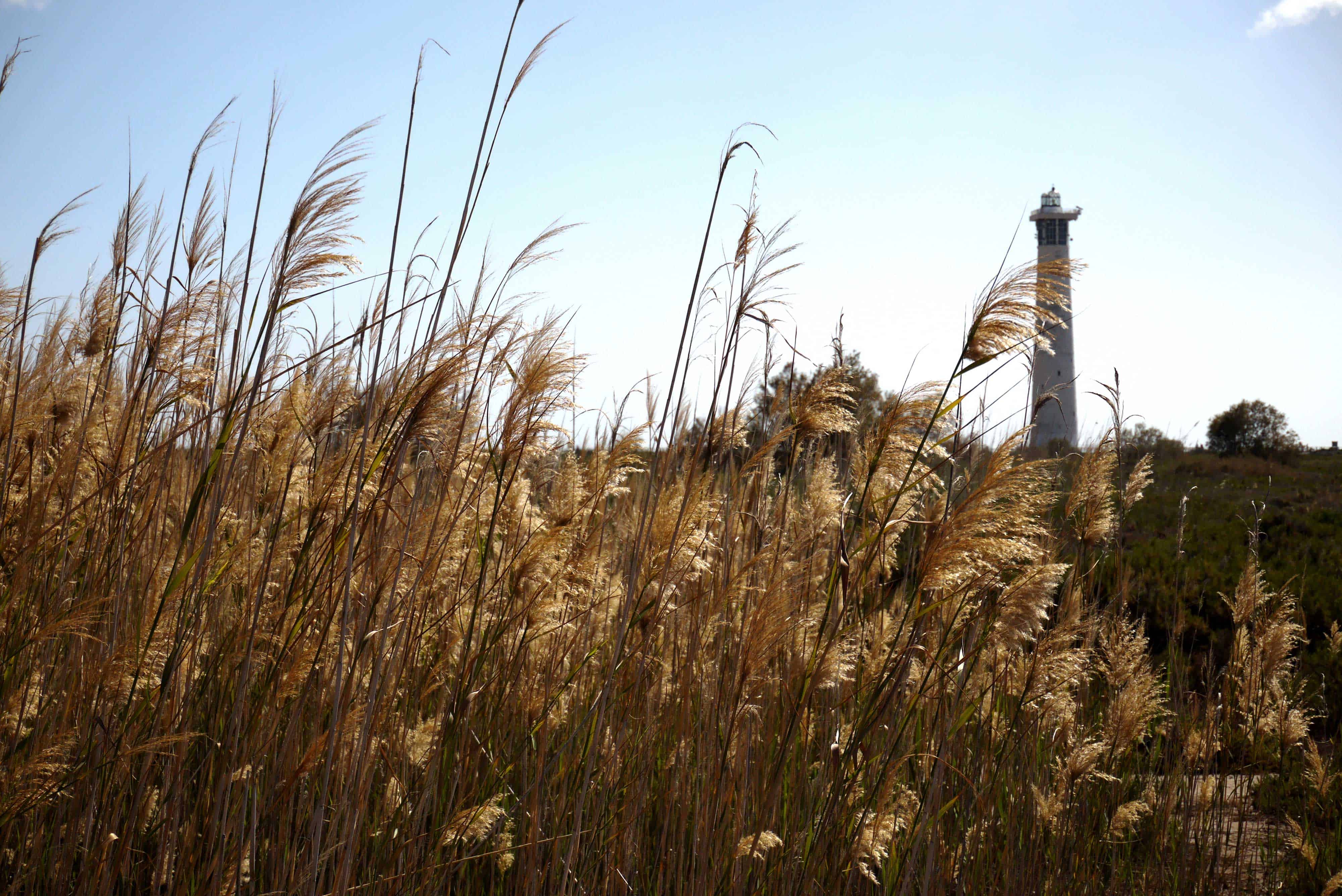 Leuchtturm und hohes Gras